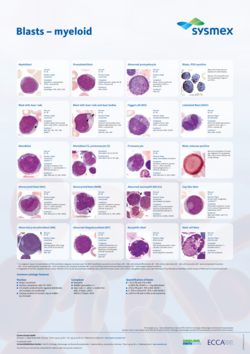SYSMEX_Poster_Myeloische_Blasten_A1_RZ