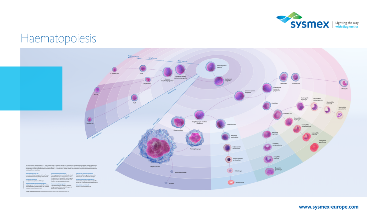Our haematopoiesis poster illustrates the development from the pluripotent stem cell via progenitor and precursor cells in bone marrow, lymph nodes and thymus to the mature blood cells circulating in peripheral blood, using a fresh optical approach.