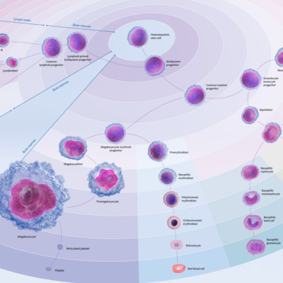 Haematopoiesis poster