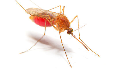 Malaria? Be confident.