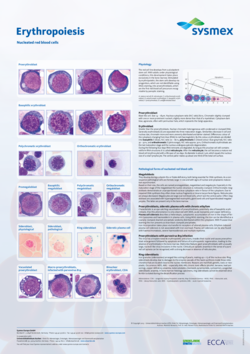 SYSMEX_Poster_Erythropoese_A1