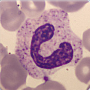 Band cell Band cell