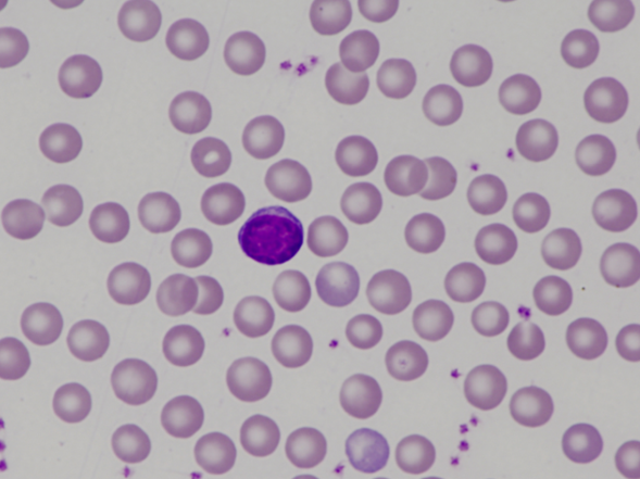 Murine (mouse) lymphocyte