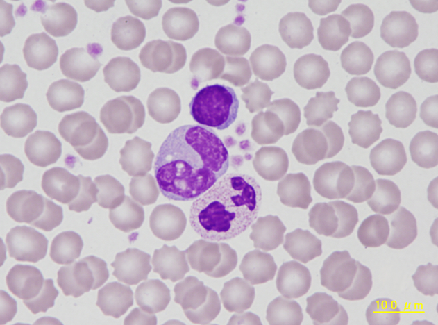 NHP leucocyte compilation