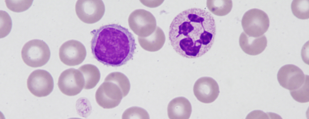 NHP lymphocyte and neutrophil