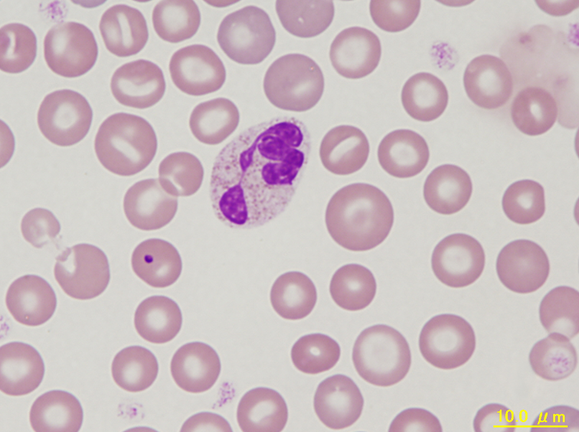 NHP neutrophil and RBC with Howell-Jolly body
