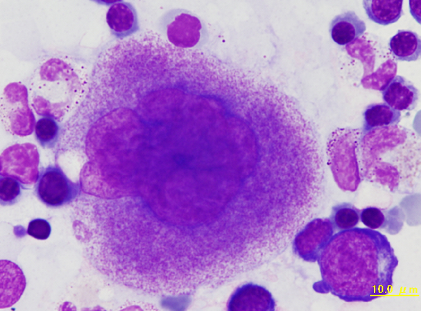 Rabbit BM – megakaryocyte