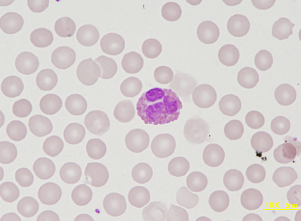 Rabbit eosinophil
