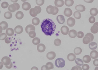 Murine (rat) basophil