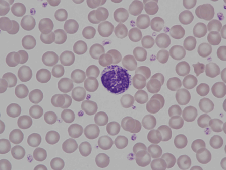 Murine (rat) basophil