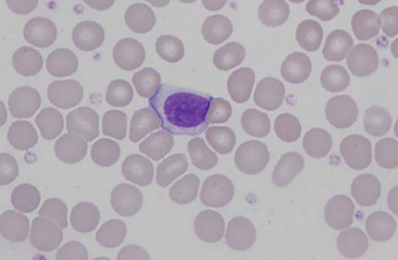 Murine (rat) large lymphocyte