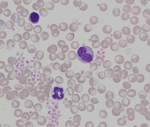Murine (rat) lymphocyte, monocyte, neutrophil