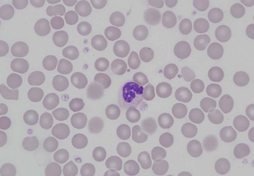 Murine (rat) neutrophil