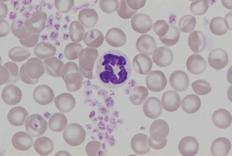 Murine (rat) neutrophil